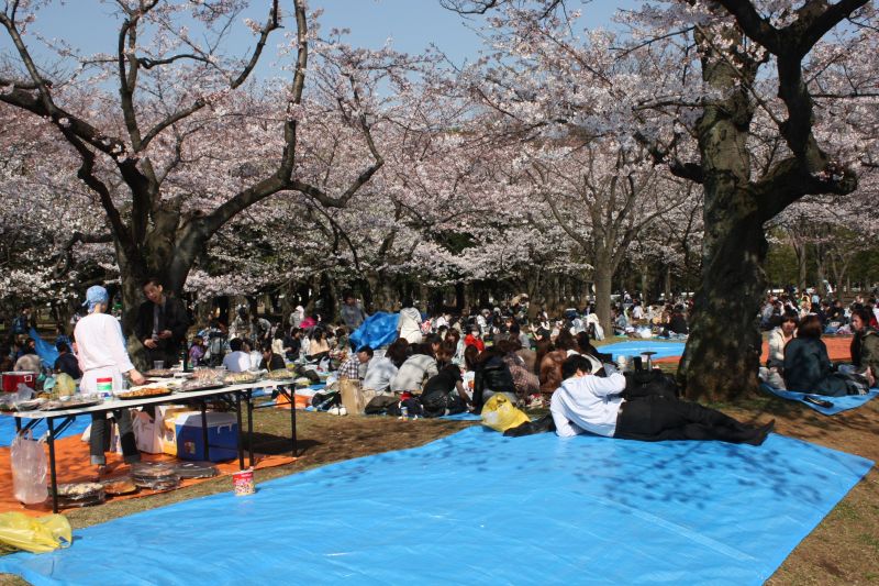 cách ngắm hoa hanami như người nhật bản cách ngắm hoa hanami như người nhật bản