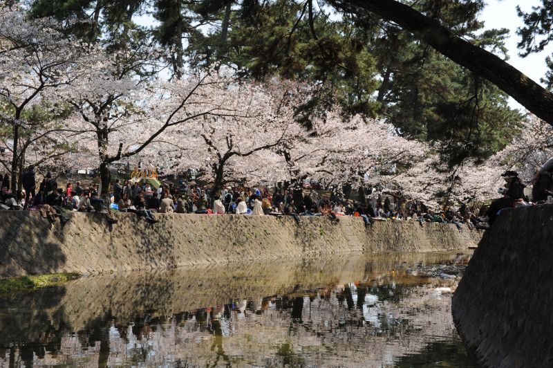 cách ngắm hoa hanami như người nhật bản cách ngắm hoa hanami như người nhật bản