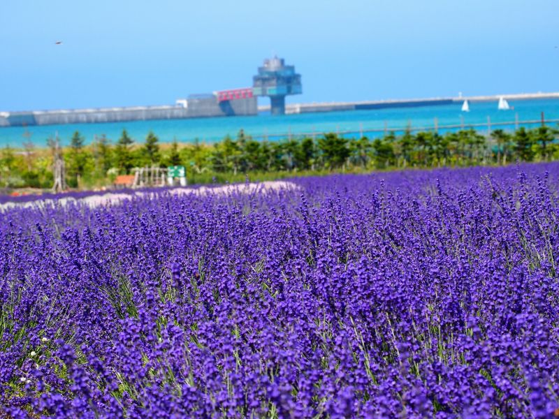 Hoa Lavender, Mombetsu