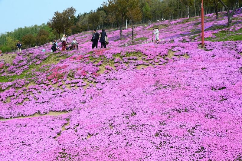 Hoa Shiba-zakura, Mombetsu