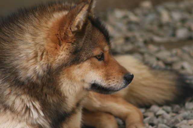 loài chó hiếm nhất Nhật Bản loài chó hiếm nhất Nhật Bản