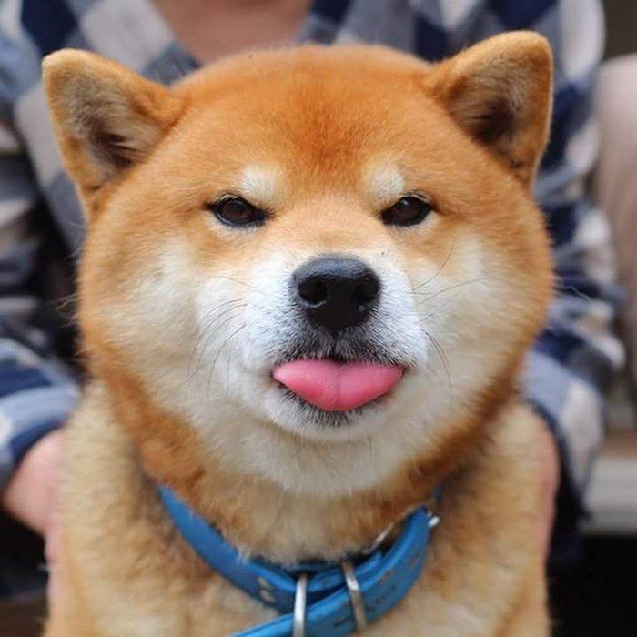 Shiba là loài chó được yêu thích nhất Shiba là loài chó được yêu thích nhất