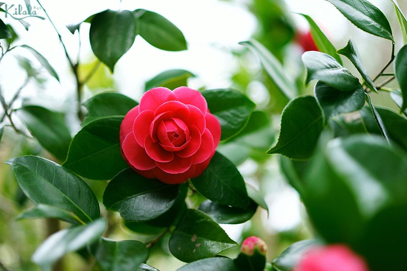 Dầu hoa trà là gì?