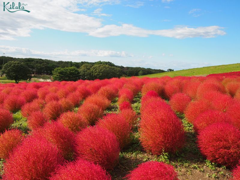 Công viên Hitachi Công viên Hitachi