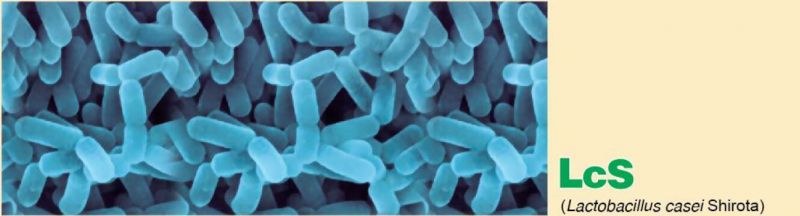 yakult-khuan-Lactobacillus-bai.jpg yakult-khuan-Lactobacillus-bai.jpg