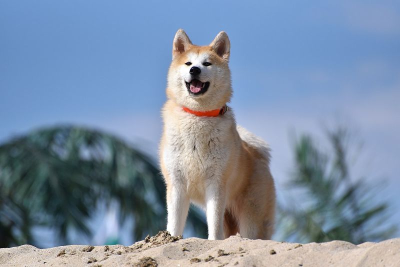 Chó Akita Inu Chó Akita Inu