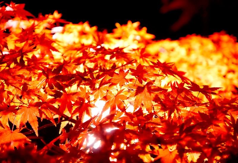 Matsushima Matsushima