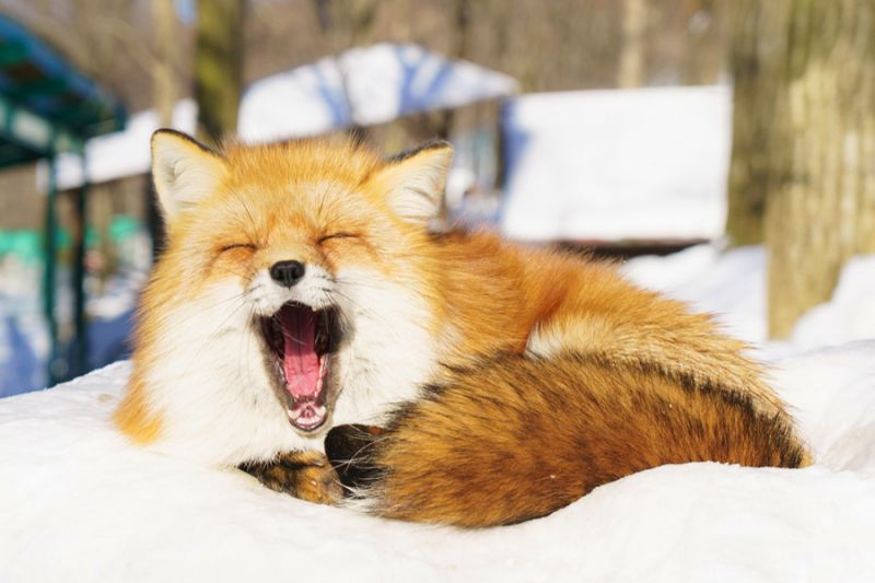 Cáo Nhật Bản Cáo Nhật Bản