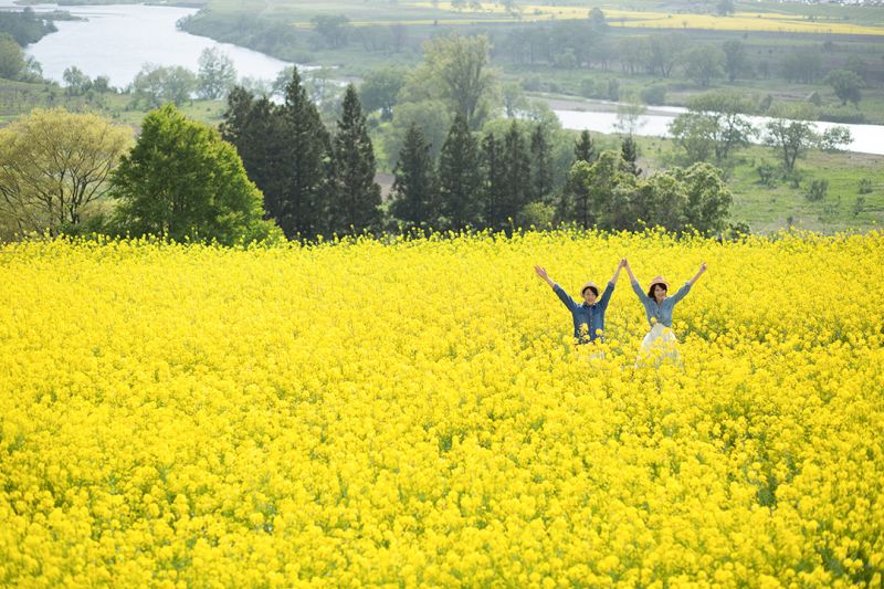 Hoa cải vàng Hoa cải vàng