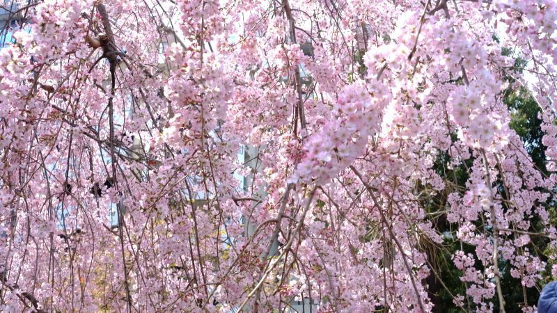 bí quyết visa Nhật thành công