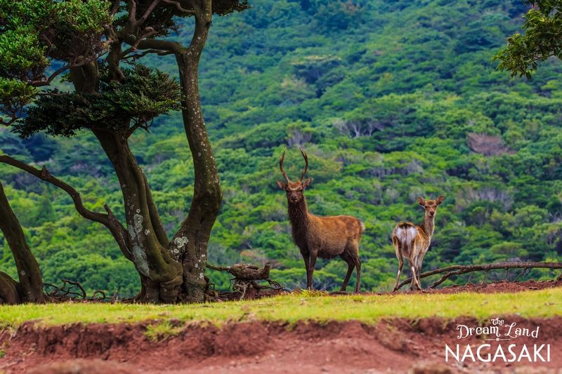 công viên Nozaki có khoảng 500 con hươu hoang dã