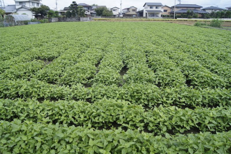 trang trại chàm ở Tokushima trang trại chàm ở Tokushima