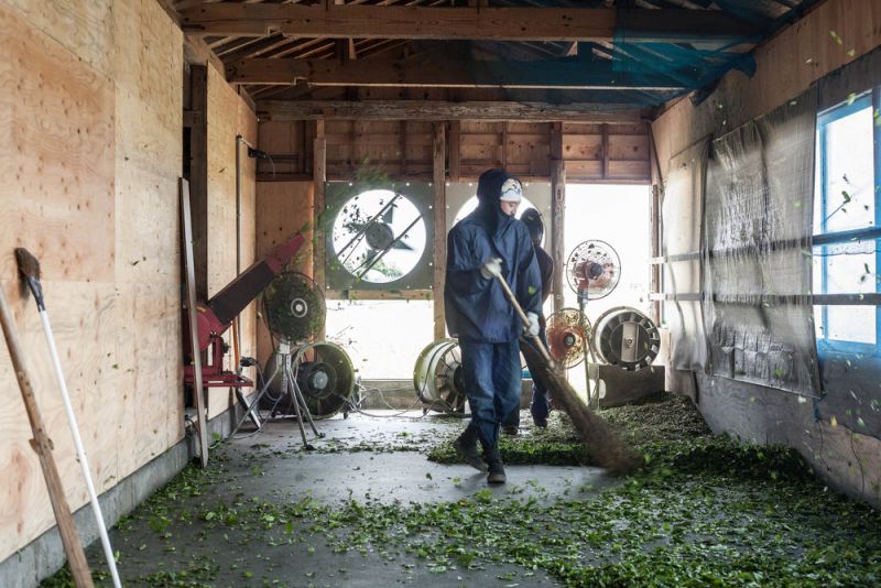 sấy khô lá chàm sấy khô lá chàm
