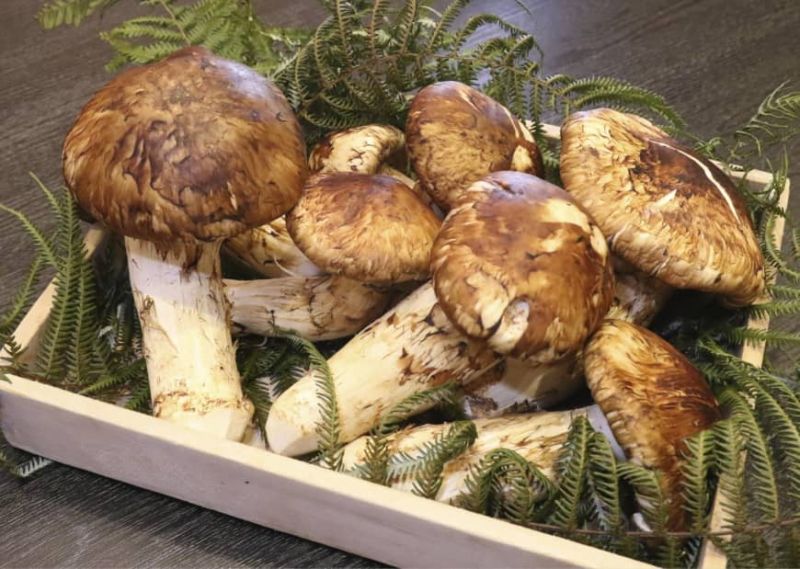 Nấm Matsutake Nấm Matsutake