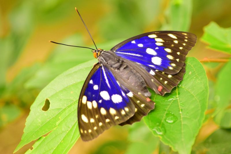 ý nghĩa của những con vật phổ biến trong văn hóa Nhật Bản