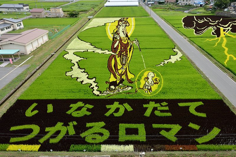 Nghệ thuật vẽ tranh trên đồng ruộng độc đáo của Nhật Bản