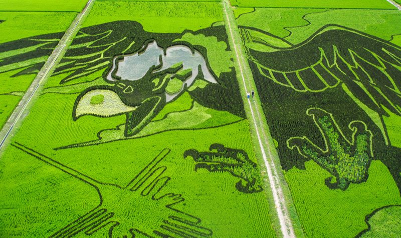 Nghệ thuật vẽ tranh trên đồng ruộng độc đáo của Nhật Bản