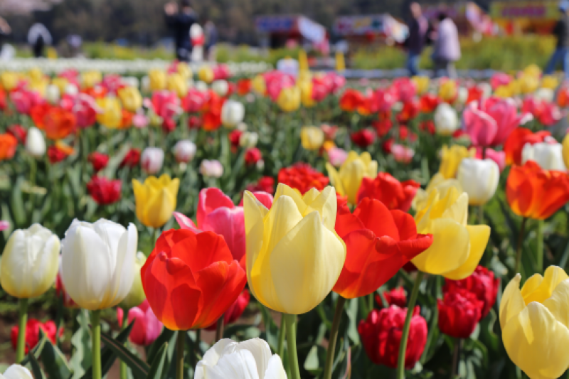 du khách sẽ được chiêm ngưỡng vẻ đẹp của 800.000 bông hoa tulip thuộc 100 loại khác nhau du khách sẽ được chiêm ngưỡng vẻ đẹp của 800.000 bông hoa tulip thuộc 100 loại khác nhau