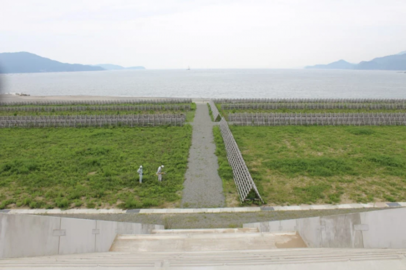 cây thông cô đơn