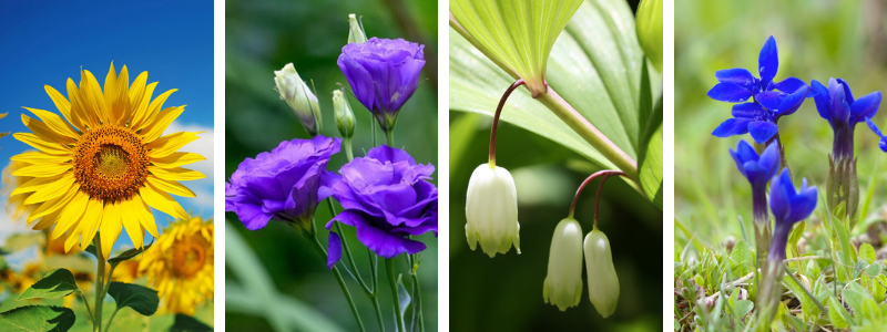 paralympic paralympic