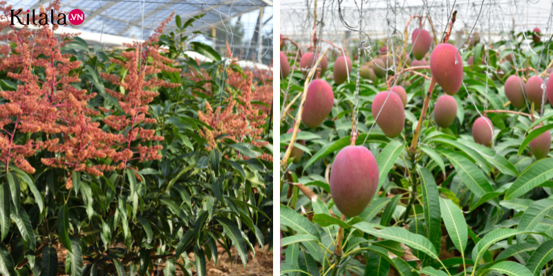 xoài miyazaki xoài miyazaki