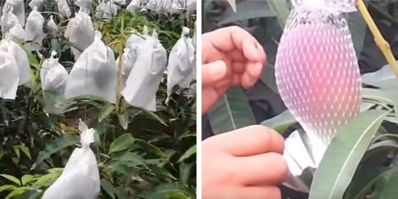 xoài miyazaki xoài miyazaki