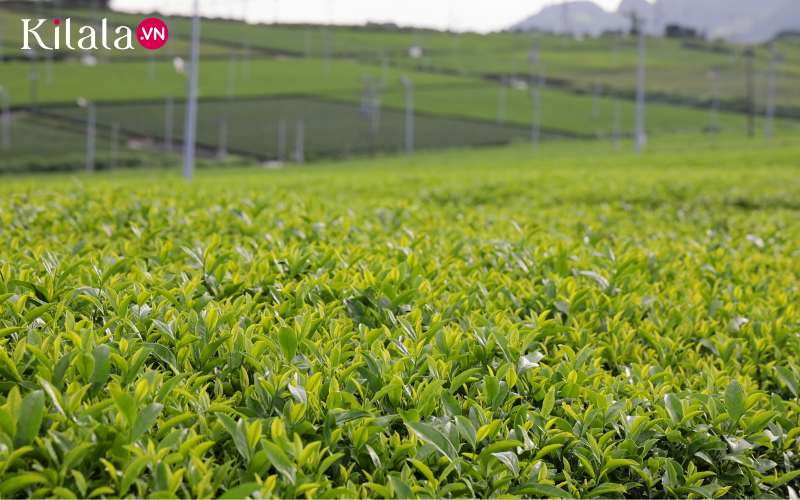 rượu trà xanh rượu trà xanh