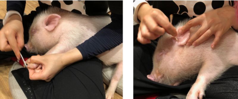 khách sạn thú cưng khách sạn thú cưng