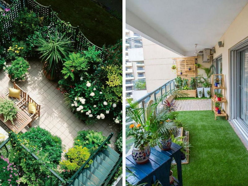 cây gia vị Nhật