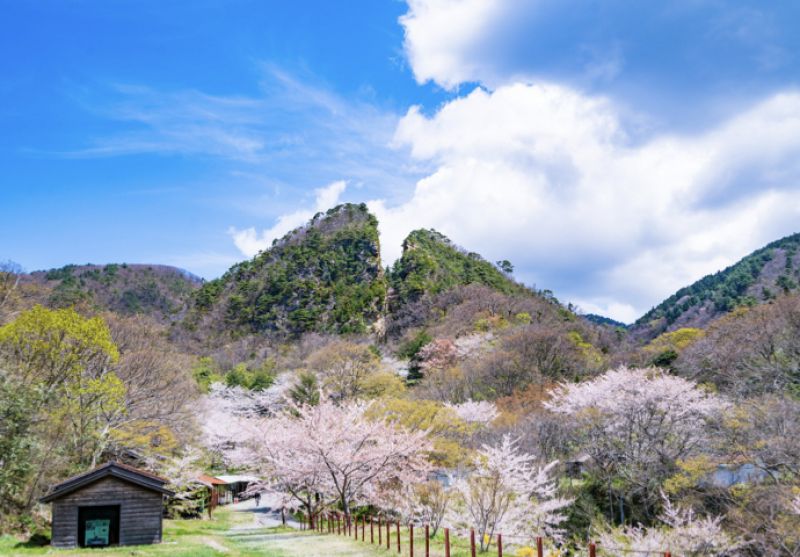 cò quăm đỏ cò quăm đỏ