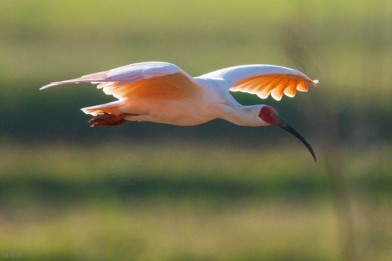 cò quăm đỏ - toki cò quăm đỏ - toki