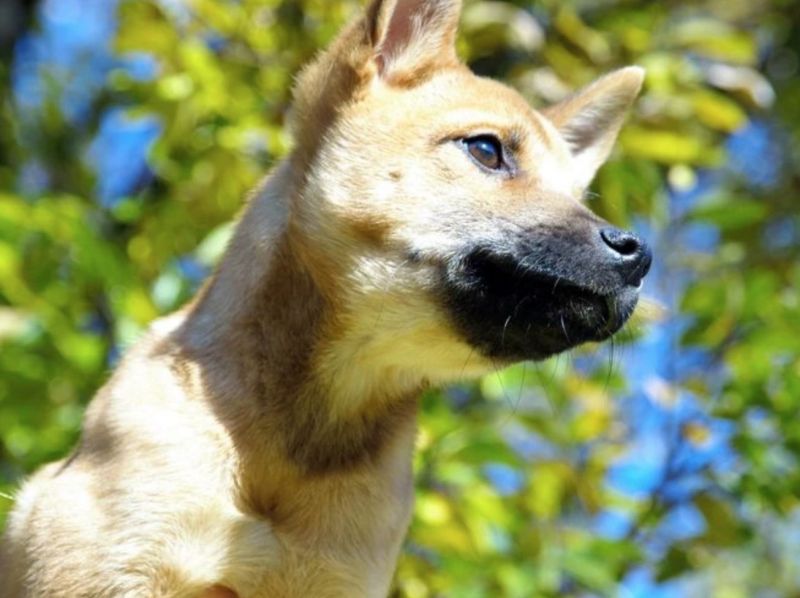 chu-cho-thinh-giac-leon chu-cho-thinh-giac-leon