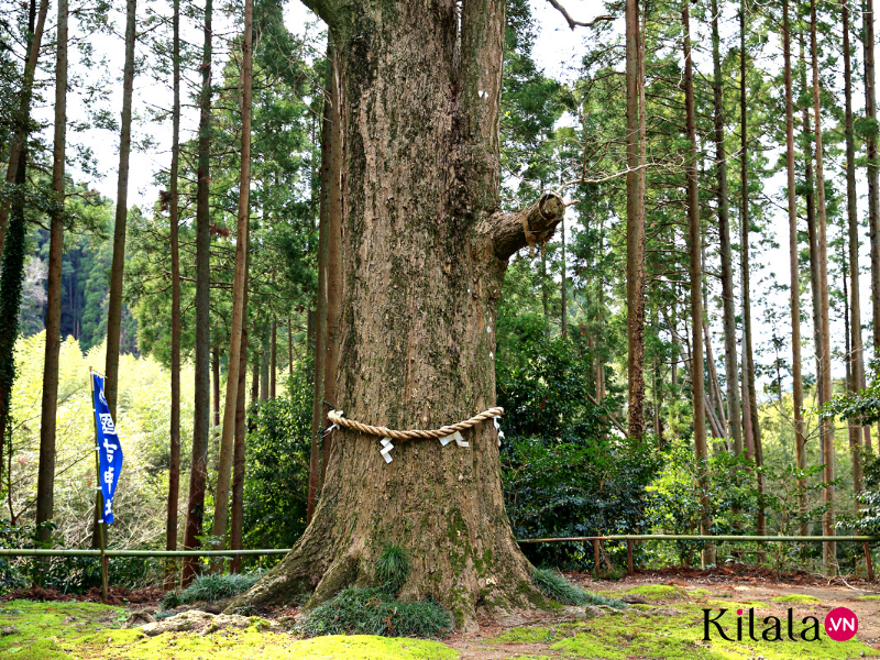 nguyền rủa nguyền rủa