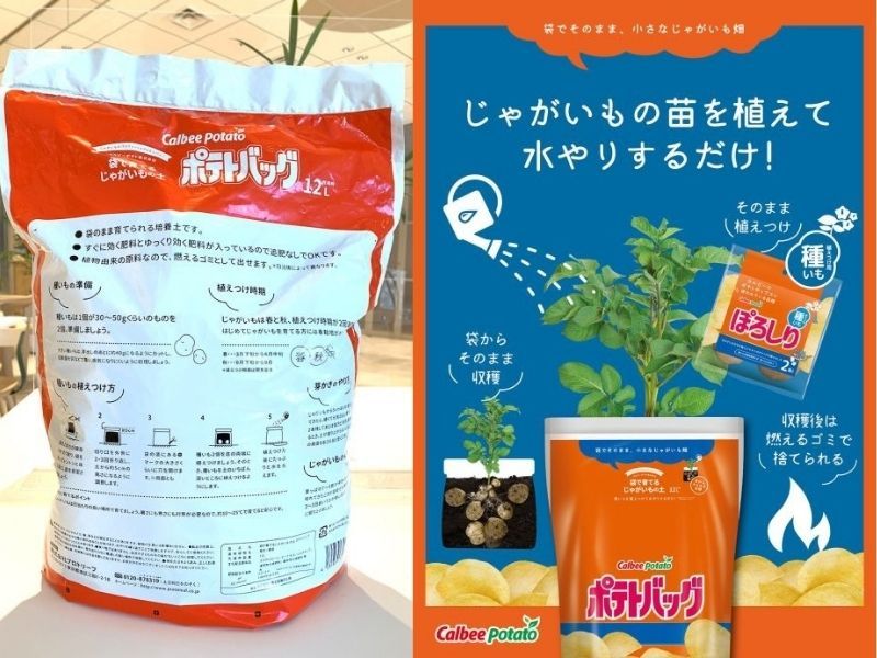 calbee ra mắt bộ trồng khoai tây tại nhà