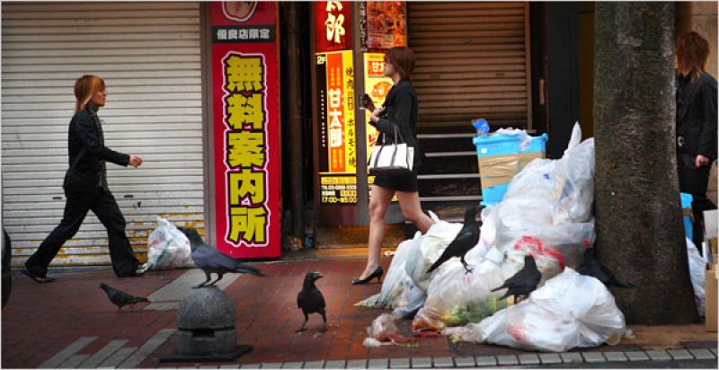 quạ Nhật Bản quạ Nhật Bản