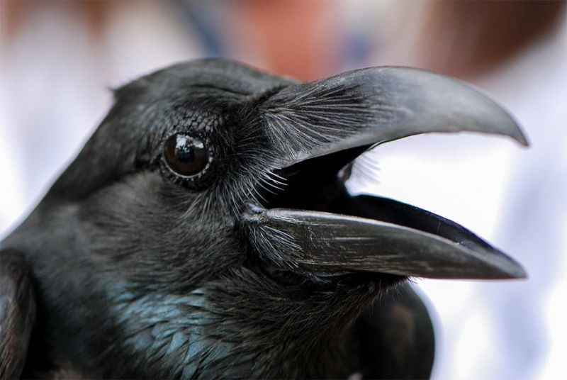 quạ thông minh quạ thông minh