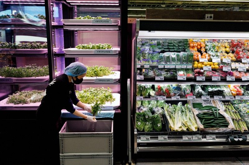 canh tác theo chiều dọc trong siêu thị