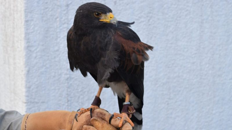 nuôi chim ưng takagari