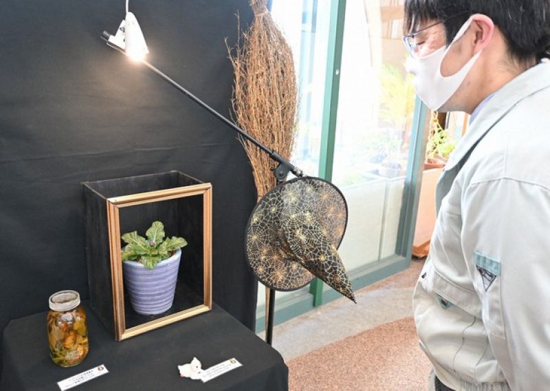 mandragora mandragora