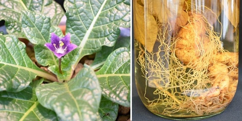 mandragora mandragora