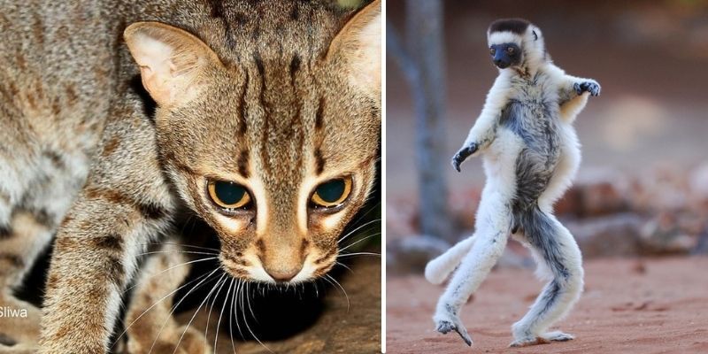 động vật hoang dã động vật hoang dã