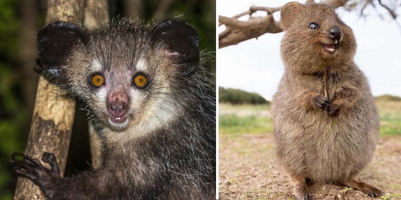 động vật hoang dã động vật hoang dã