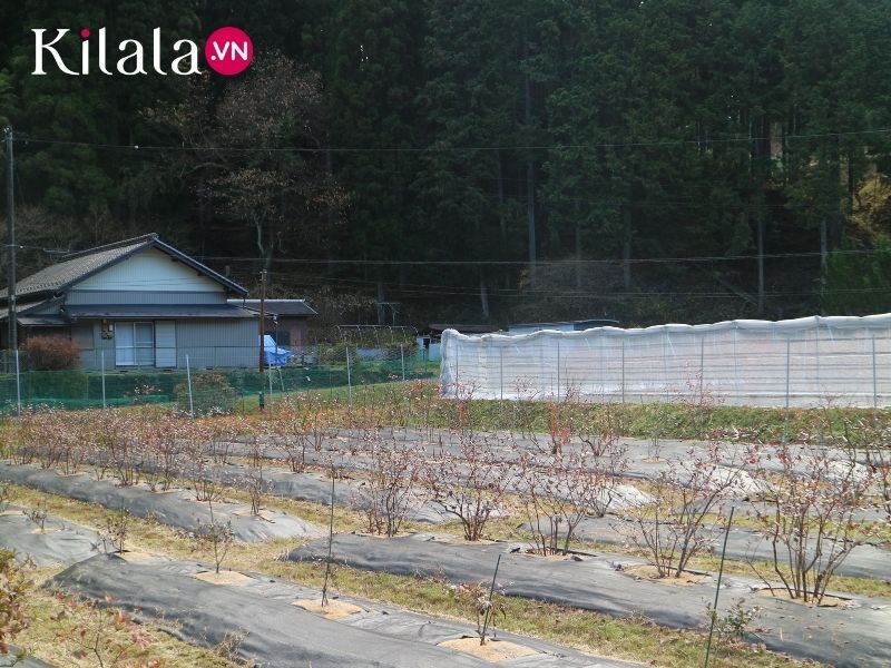 trang trại việt quất