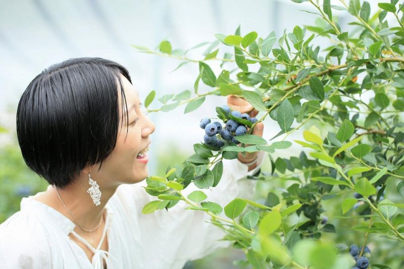 vườn việt quất