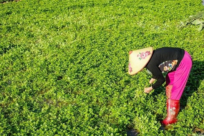 ⓒ Vietnam Net ⓒ Vietnam Net