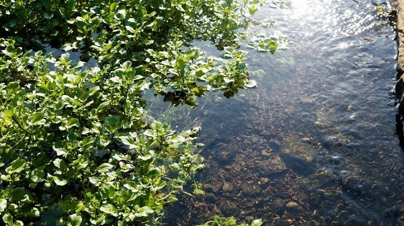 Watercress7_vietnamnet.jpg Watercress7_vietnamnet.jpg