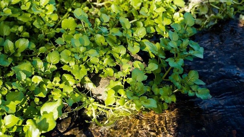 Watercress8_vietnamnet.jpg Watercress8_vietnamnet.jpg