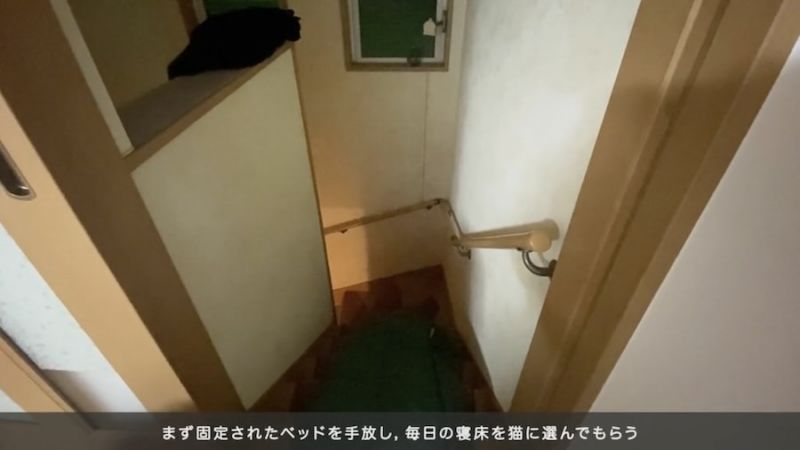 giấc ngủ của mèo giấc ngủ của mèo