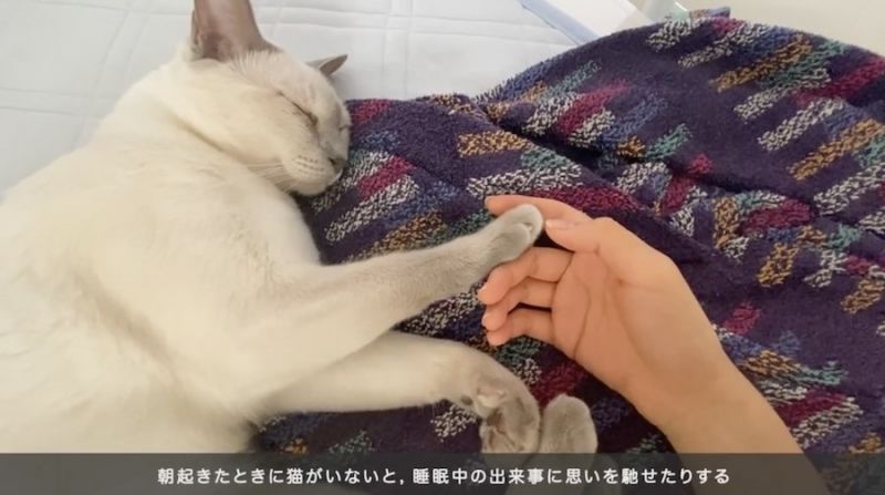 giấc ngủ của mèo giấc ngủ của mèo