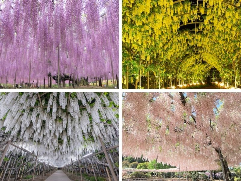 hoa tử đằng hoa tử đằng